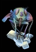 fly1